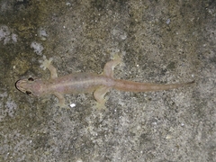 Gehyra mutilata