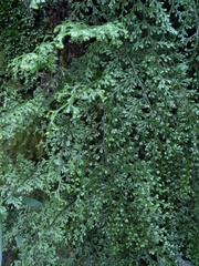 Hymenophyllum polyanthon
