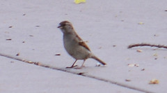 Passer domesticus