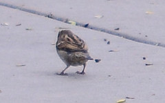 Passer domesticus
