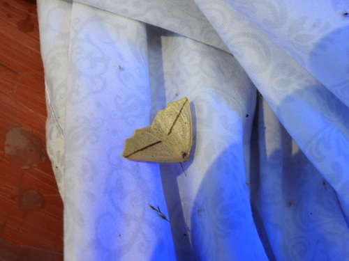 Yellow Slant-line photo 4