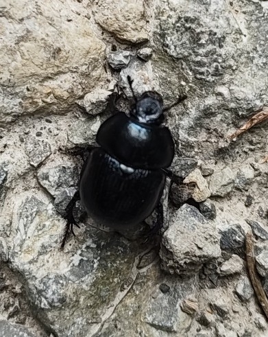 Woodland Dor Beetle