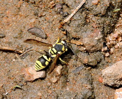 Antepipona