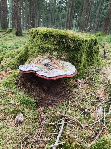 Red-banded Polypore
