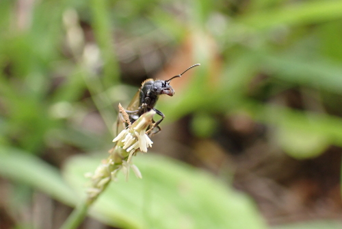 Messor aciculatus