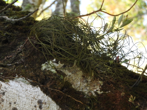 Image of Campyloneurum angustifolium by (c) Alexis López Hernández, some rights reserved (CC BY)