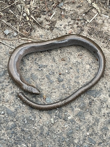 Common Slowworm