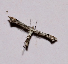 Platyptilia