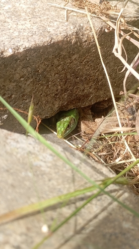 Western Green Lizard