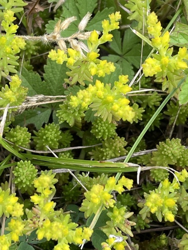 Tasteless Stonecrop