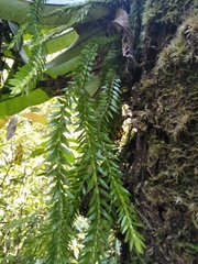 Phlegmariurus fordii