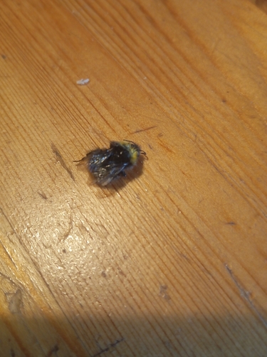 Early Bumble Bee