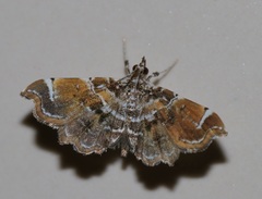 Musotima suffusalis