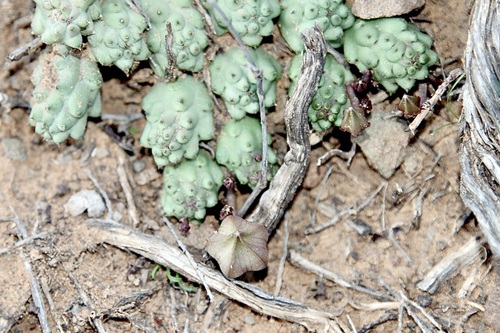 Ceropegia corderoyi