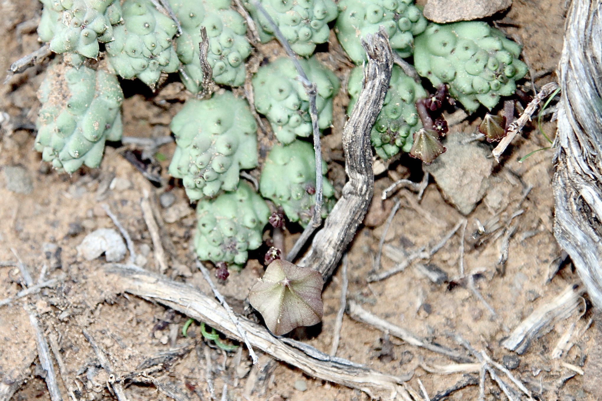 Ceropegia corderoyi