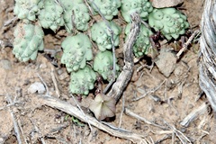 Ceropegia corderoyi