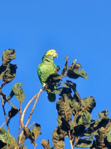 Yellow-faced Parrot