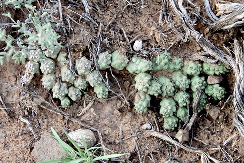 Ceropegia corderoyi