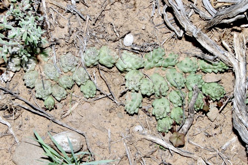 Ceropegia corderoyi