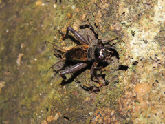 Velarifictorus