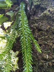 Phlegmariurus fordii