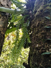 Phlegmariurus fordii