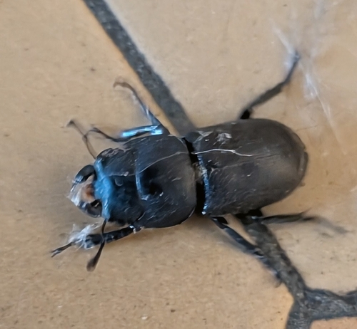 Lesser Stag Beetle