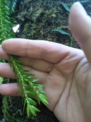 Phlegmariurus fordii