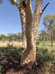 Eucalyptus umbrawarrensis