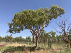 Eucalyptus umbrawarrensis