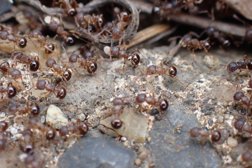 Japanese Queenless Ant