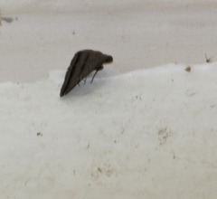 Lysimelia neleusalis