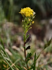 Alyssum montanum