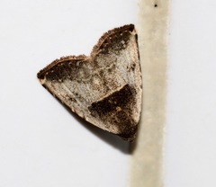 Rivula basalis