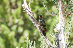 Colaptes melanochloros