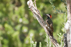 Colaptes melanochloros