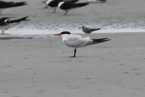 iNaturalist image