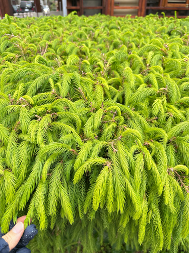 Picea morrisonicola, photograph 2