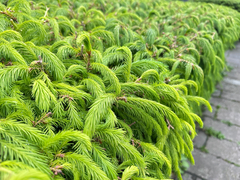 Picea morrisonicola, photograph (c) Jaw-Jian La, some rights reserved (CC BY)