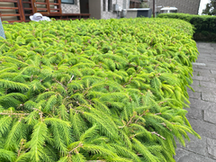 Picea morrisonicola, photograph (c) Jaw-Jian La, some rights reserved (CC BY)