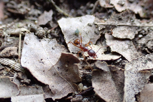 Aphaenogaster japonica
