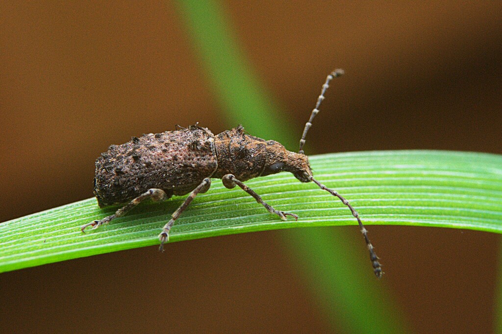 Holophloeus nigellus