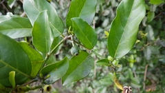 Oxyceros longiflorus