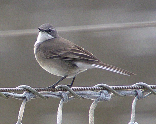 iNaturalist image