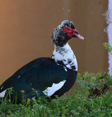 Cairina moschata domestica