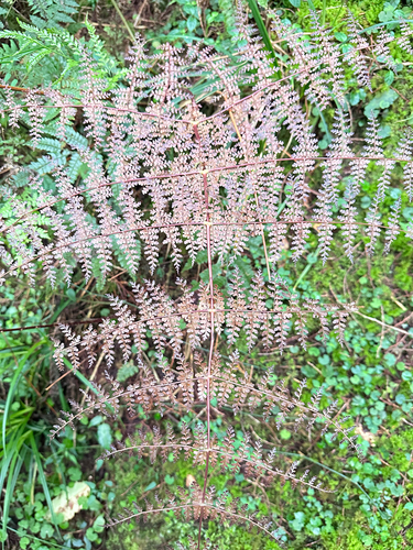Dryopteris paleolata, photograph 5