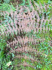 (c) Jaw-Jian La, some rights reserved (CC BY) Dryopteris paleolata, photograph (c) Jaw-Jian La, some rights reserved (CC BY)