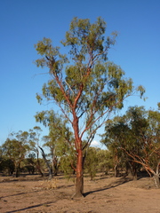 Eucalyptus ochrophloia