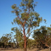 Eucalyptus ochrophloia - Photo (c) Dean Nicolle, algunos derechos reservados (CC BY-NC), subido por Dean Nicolle