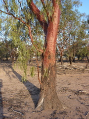 Eucalyptus ochrophloia